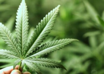 Transformando el paradigma del cannabis en la medicina moderna