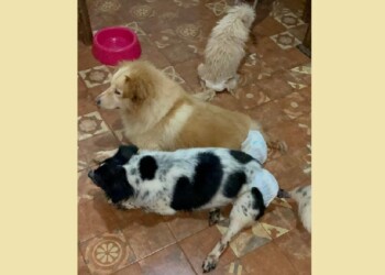 Rescata mascotas discapacitadas y busca urgente un hogar para ella y sus animales