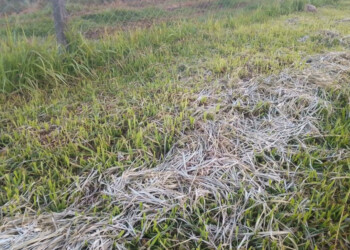 Las primeras heladas del año en Misiones dañaron pasturas, no así producciones