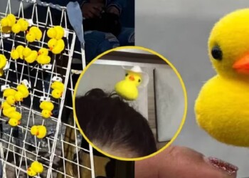 Cuál es el significado de la nueva moda de usar patitos en la cabeza