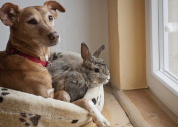 El perro es un animal gregario