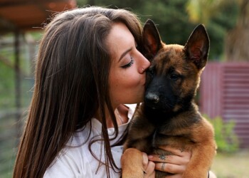 Malinois, el perro de moda