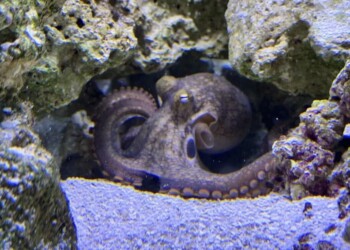 ¡Un pulpo de mascota!