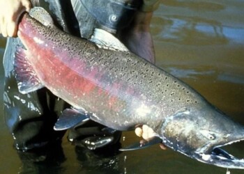 Aparecieron salmones en el río Paraná: dónde y por qué