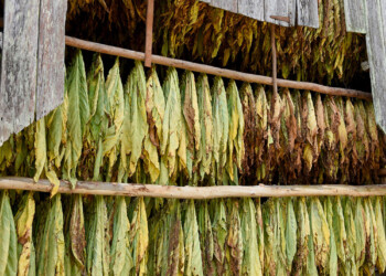 Repercusiones tras el fallo contra la tabacalera Sarandí: “Habrá más recaudación para los productores”