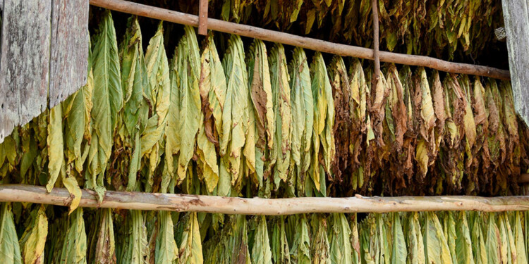 UNA BUENA. La revocación que brindó la Corte Suprema cayó muy bien en el sector tabacalero misionero.