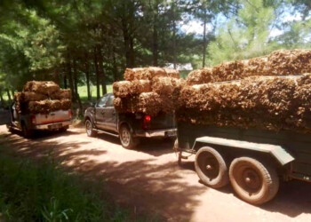 Estiman que la mitad de la producción de tabaco misionero se contrabandeó a Brasil