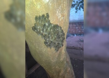 Advierten por la presencia del “gusano de la muerte” en Posadas