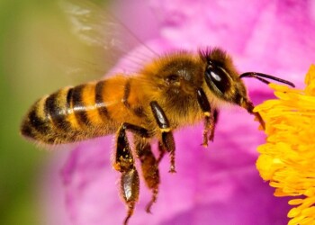 Todo sobre las abejas en su Día Mundial