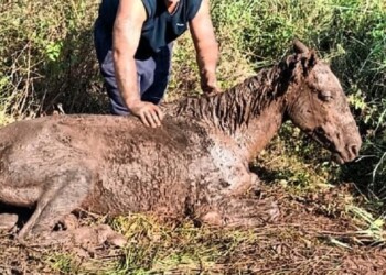 Rescataron a una yegua al borde de la muerte en Posadas
