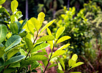 Revelan que la yerba perdió cinco veces su valor estando desregulada