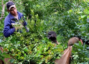 Productores yerbateros de Misiones se concentran en Posadas