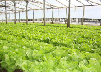 Cómo cuidar la lechuga del frío con el túnel de cultivo