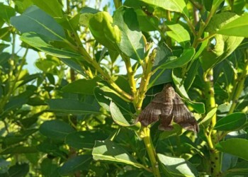 Recomiendan manejo integrado de plagas para no afectar a los insectos benéficos