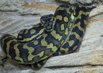 Mujer desaparecida fue encontrada en el estómago de una pitón