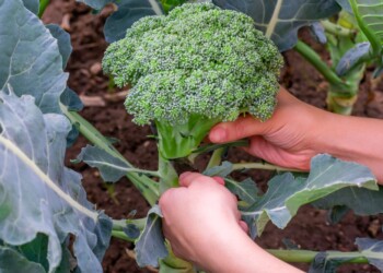 Sembrar brócoli: recomendaciones para su cultivo, cuidados y riego