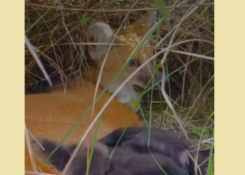 Nacieron cinco cachorros de aguará guazú en el Iberá