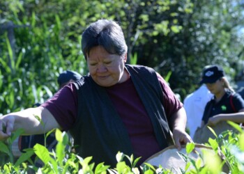 Amalia Radovancich, pionera en la producción de té amarillo