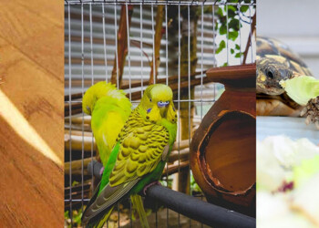 Animales exóticos como mascotas: cuidado responsable, riesgos y curiosidades