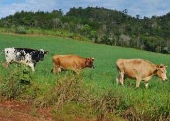 Cooperativa Sarandí cumplió 20 años en la cuenca lechera
