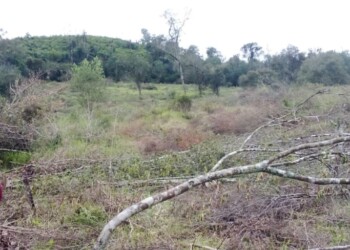 Comunidad de Caraguatay presentó una denuncia en Ecología por los desmontes