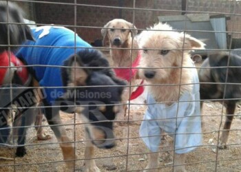 El Refugio de Animales lanzó la campaña “Por una Cucha Calentita”
