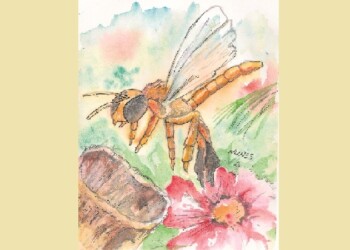 Escritores de Misiones: “Che Roga”