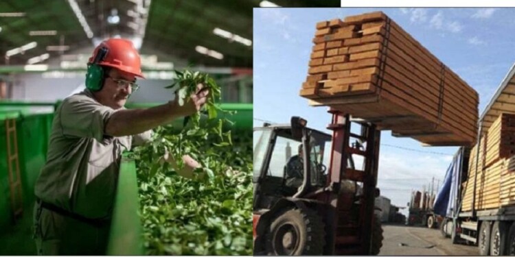 EXPECTATIVAS. Los principales rubros que ven oportunidades son el té y la foresto industria, justamente sectores que no tienen un buen año.