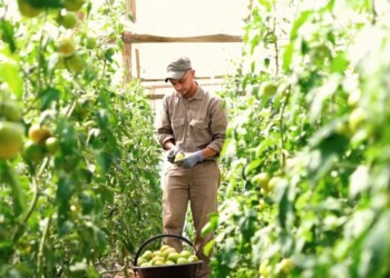“En Misiones estamos iniciando una transición hacia la producción orgánica”