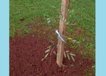 Un ejemplar clonado del Sarandí Histórico fue plantado en Apóstoles