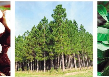Yerba, mandioca y forestación no aprobaron la encuesta