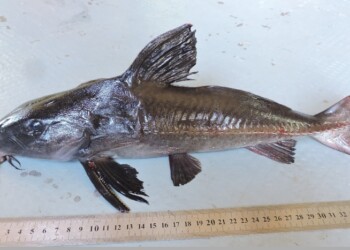 Peces del río Paraná: Oxydoras kneri