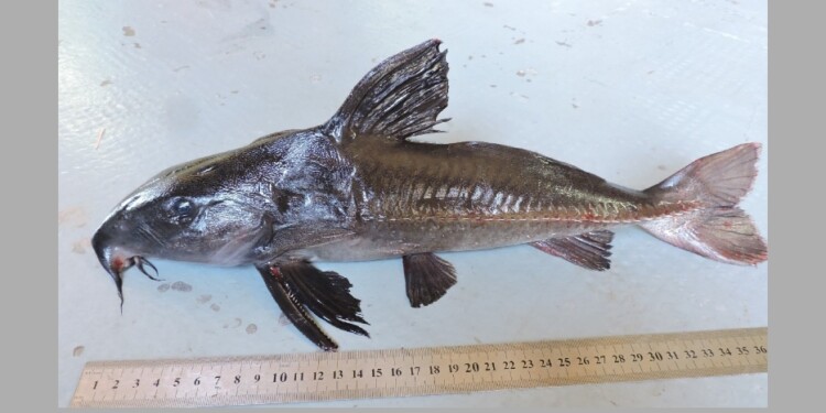 Foto: Lic. Danilo R. Aichino