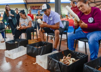 Se realizó un nuevo concurso de pelado de mandioca