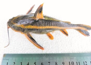 Peces del río Paraná: Platydoras armatulus