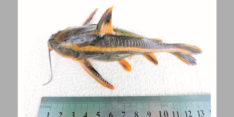 Platydoras armatulus / Foto Lic.  Danilo R. Aichino