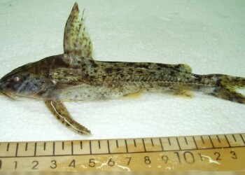 Peces del río Paraná: Rhinodoras dorbigny