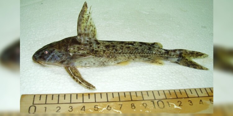 Rhinodoras dorbigny / Foto: Lic. Danilo R. Aichino