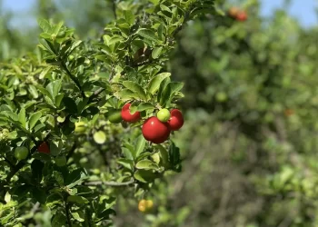 Propiedades de la acerola, el “superalimento” poco conocido