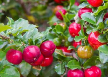 Ecosanación: acerola, del enojo a la seguridad