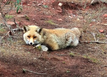 Ecosanación: entre el sentido de supervivencia y acompañar los duelos