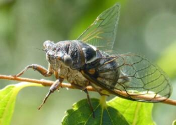 Misiones tiene 25.000 especies de artrópodos y buscan registrar otras más