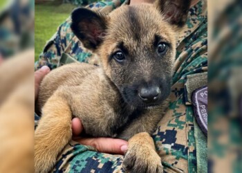 Ya tiene nombre el cachorro que se incorporó al Grupo de Operaciones Especiales de la Policía de Misiones