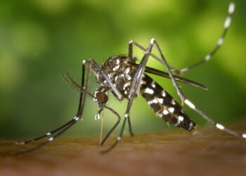 Alerta: un jabón atrae el mosquito del dengue, según un estudio de EEUU
