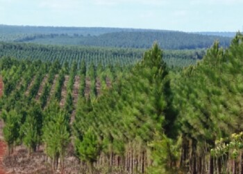 Alertan que hace 12 años no hay nuevas forestaciones implantadas en Misiones