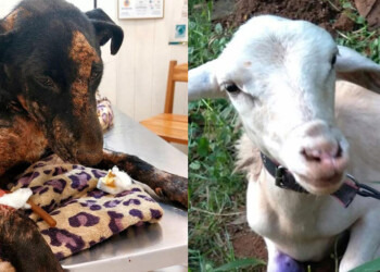 San Pedro: refugio de animales no da abasto y acumuló una deuda de más de 700 mil pesos