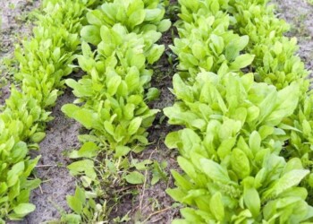 Siembra de espinaca en junio: la mejor temporada del año