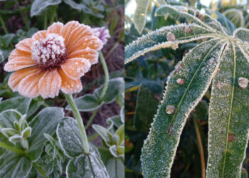 Heladas en fotos: localidades misioneras cubiertas de blanco este domingo