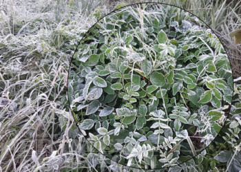 Heladas en fotos: localidades misioneras cubiertas de blanco este domingo