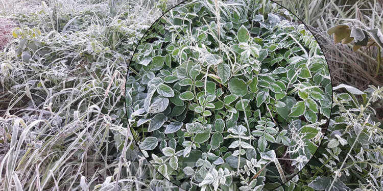 El pasado 30 de junio la provincia de Misiones tuve la primera helada del año y cubrió varias localidades de las zonas centro y sur.